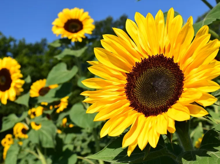 Il Girasole