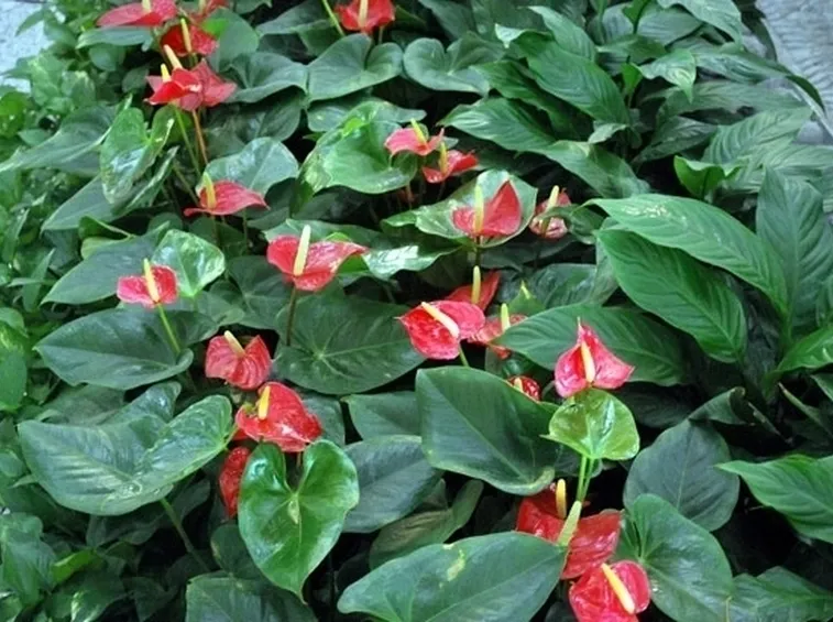 Il significato dell'anthurium