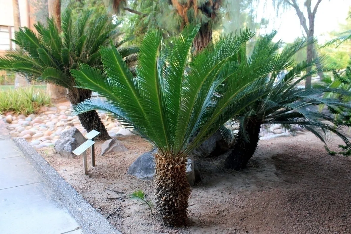 Irrigazione della cicasdsa
