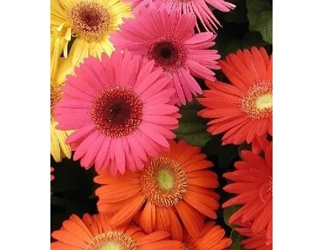 Irrigazione della gerbera