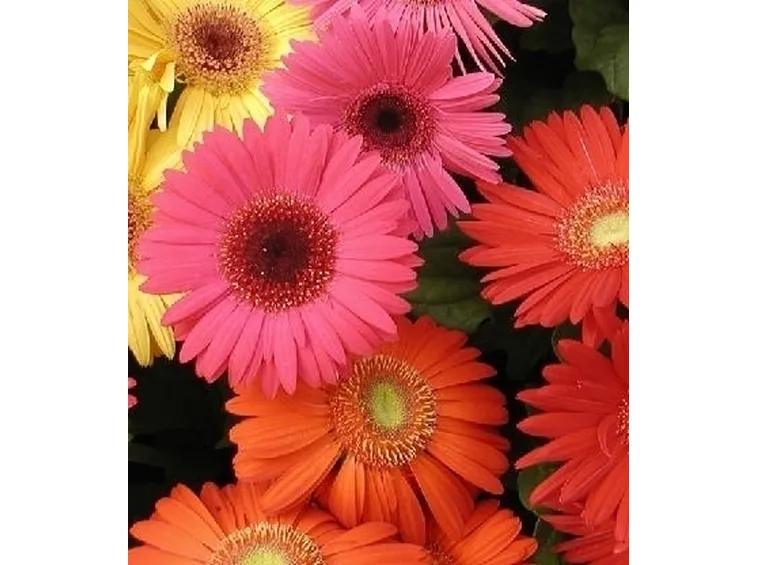 Irrigazione della gerbera