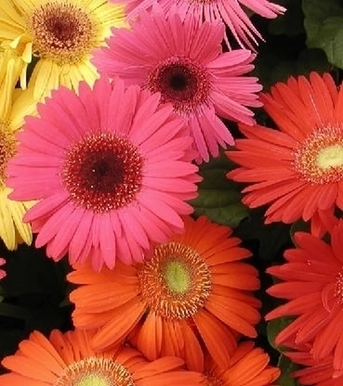 Irrigazione della gerbera