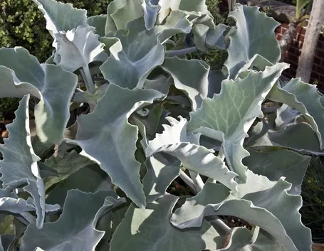 Kalanchoe beharensis