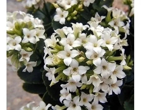 Kalanchoe proprietà