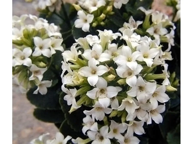 Kalanchoe proprietà