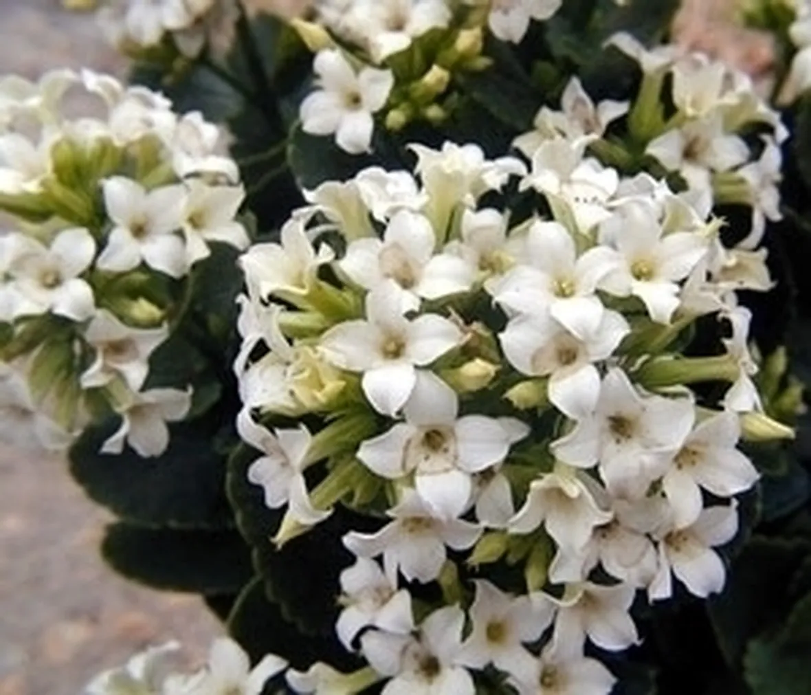 Kalanchoe proprietà