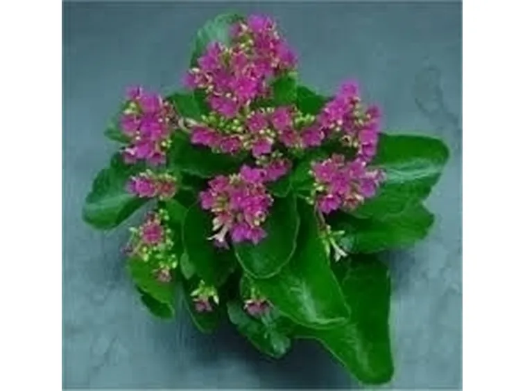 Kalanchoe pumila