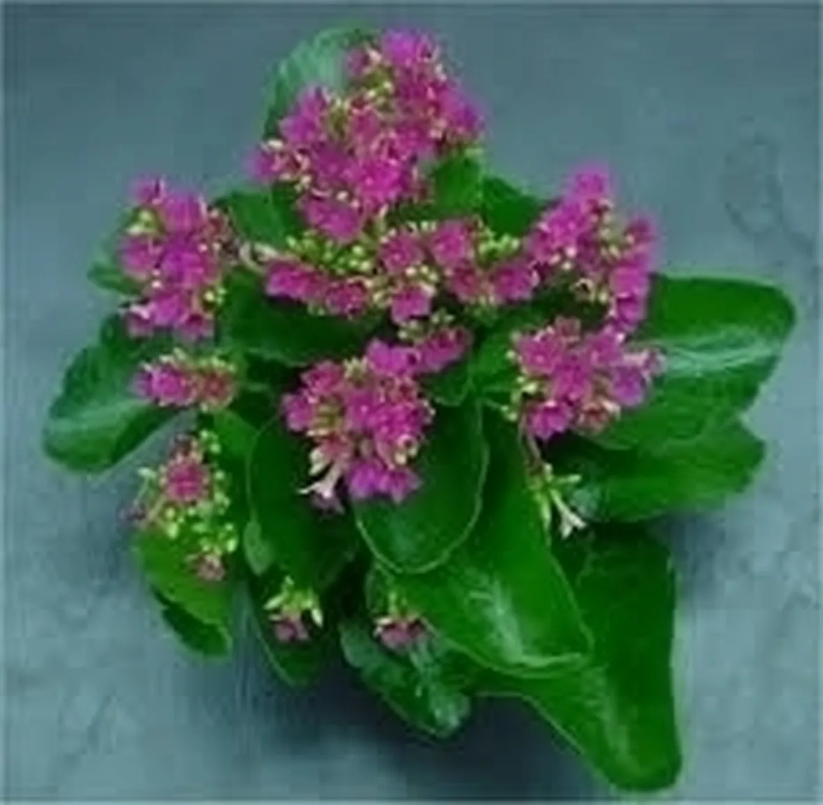 Kalanchoe pumila