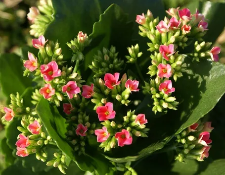 Kalanchoe tomentosa