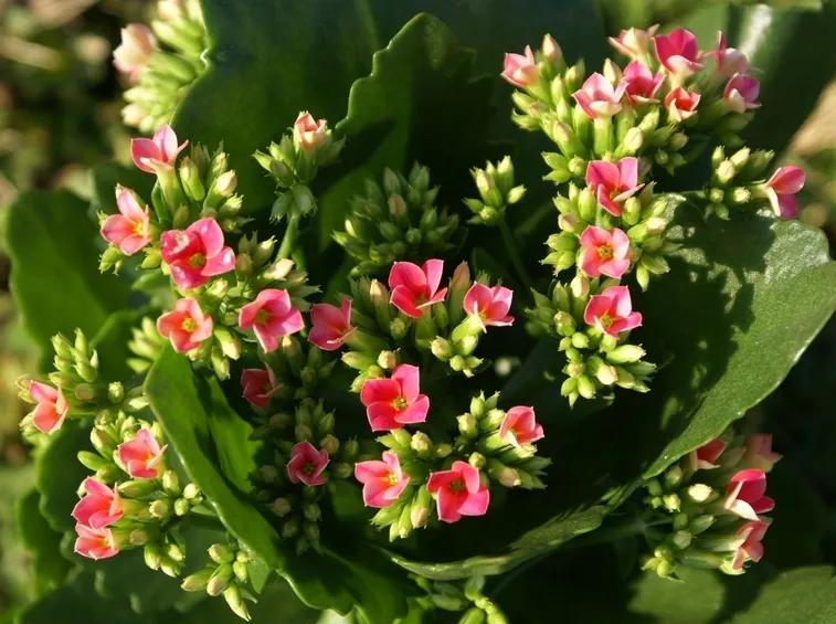 Kalanchoe tomentosa