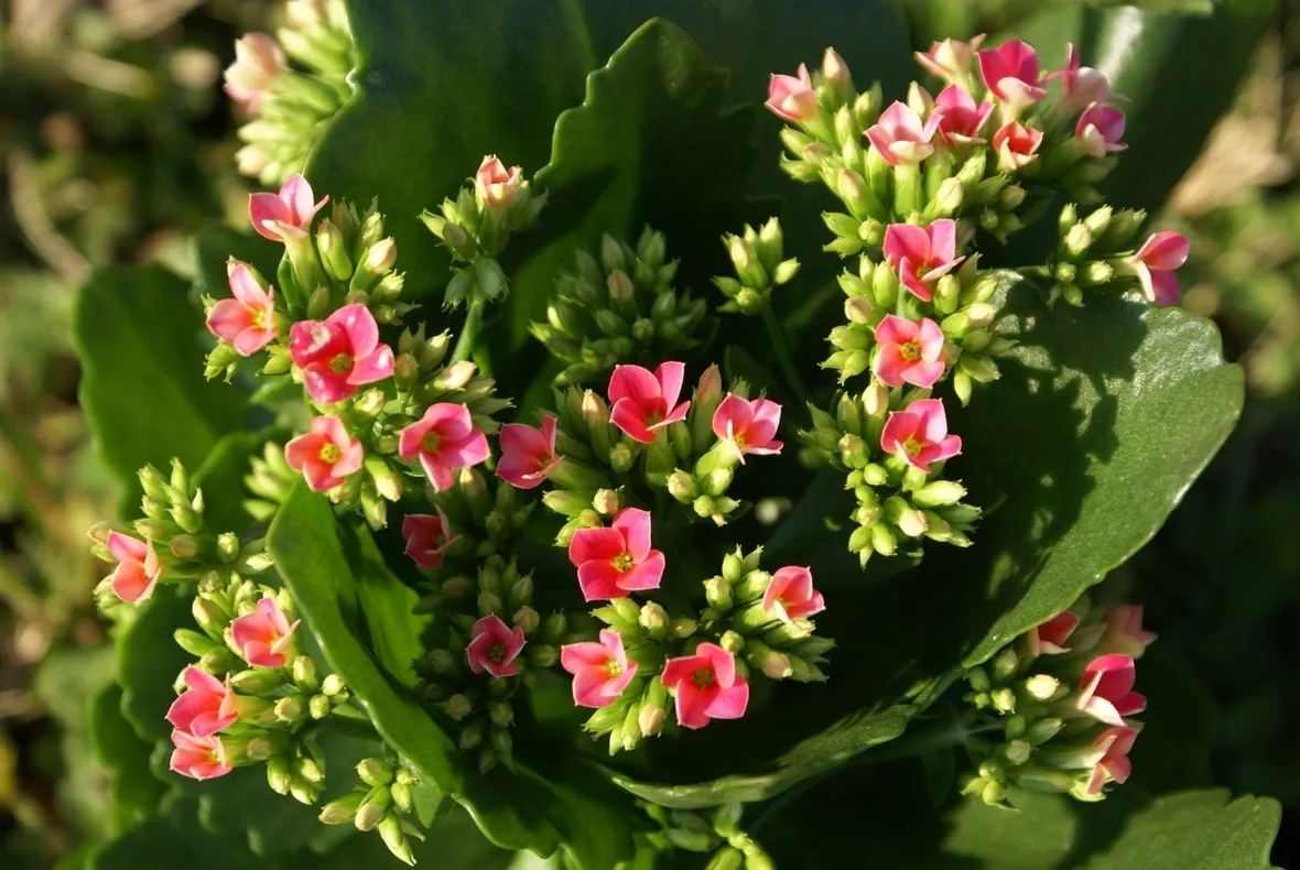 Kalanchoe tomentosa