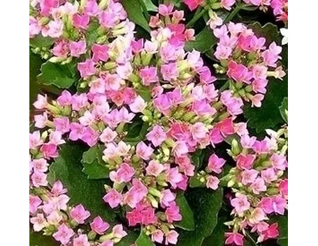 kalanchoe, una pianta infestante