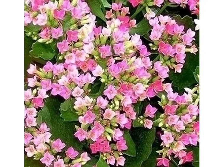 kalanchoe, una pianta infestante