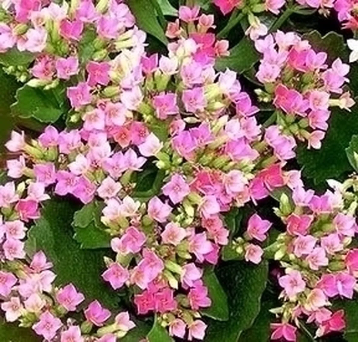 kalanchoe, una pianta infestante