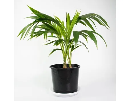 kenzia