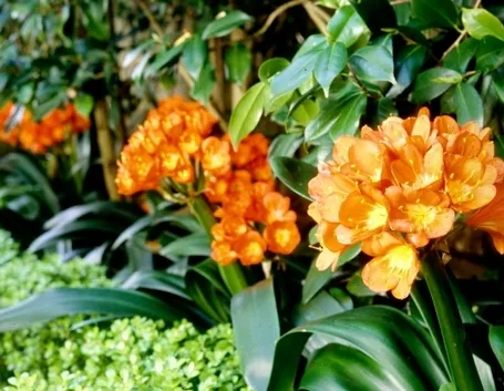La Clivia
