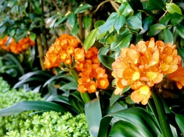 La Clivia