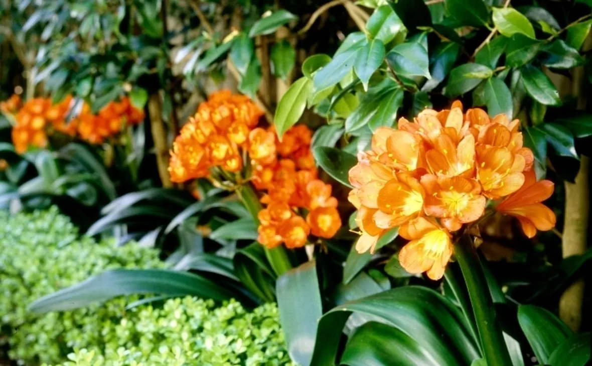 La Clivia