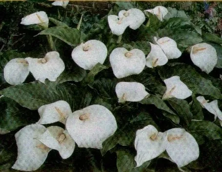 La coltivazione della Calla e i suoi utilizzi