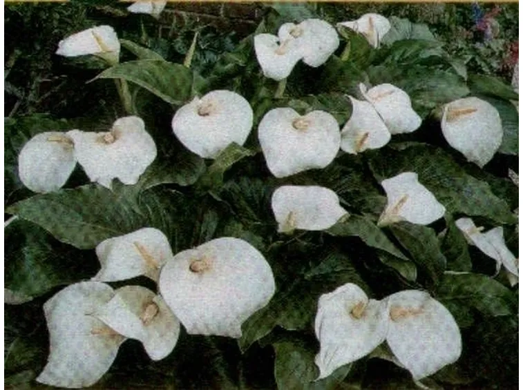 La coltivazione della Calla e i suoi utilizzi