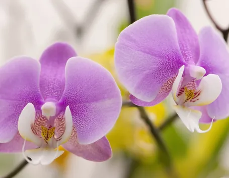 La cura delle orchidee phalaenopsis