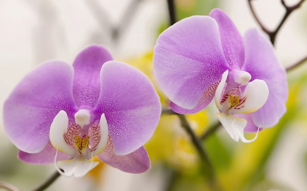 La cura delle orchidee phalaenopsis
