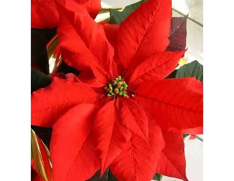 La Stella di Natale