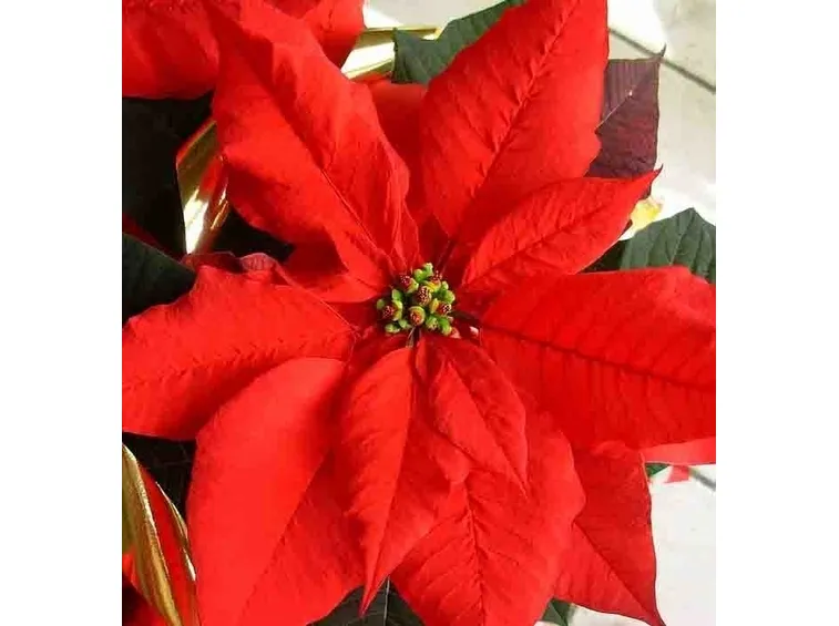 La Stella di Natale
