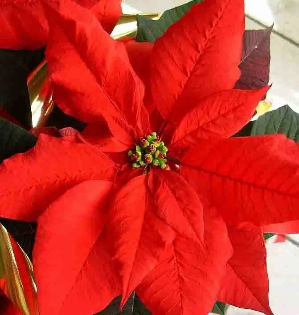 La Stella di Natale