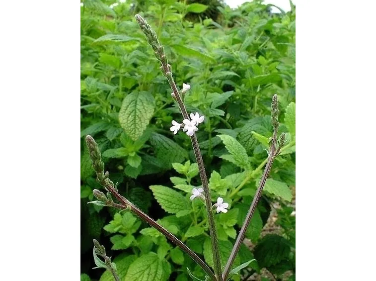 La verbena come pianta medicinale