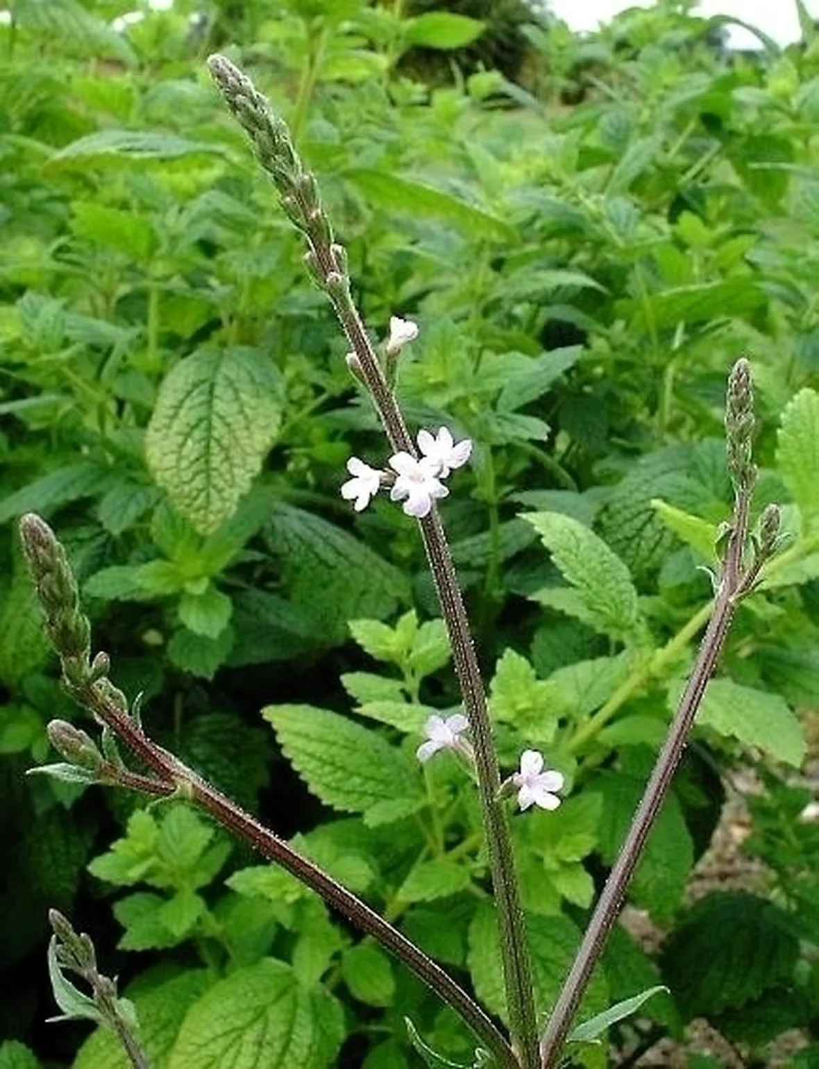 La verbena come pianta medicinale