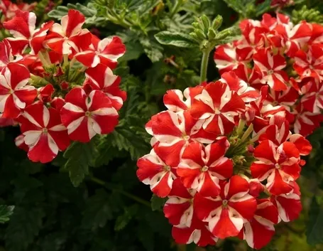 La verbena e il sole