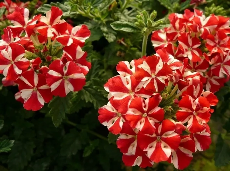 La verbena e il sole