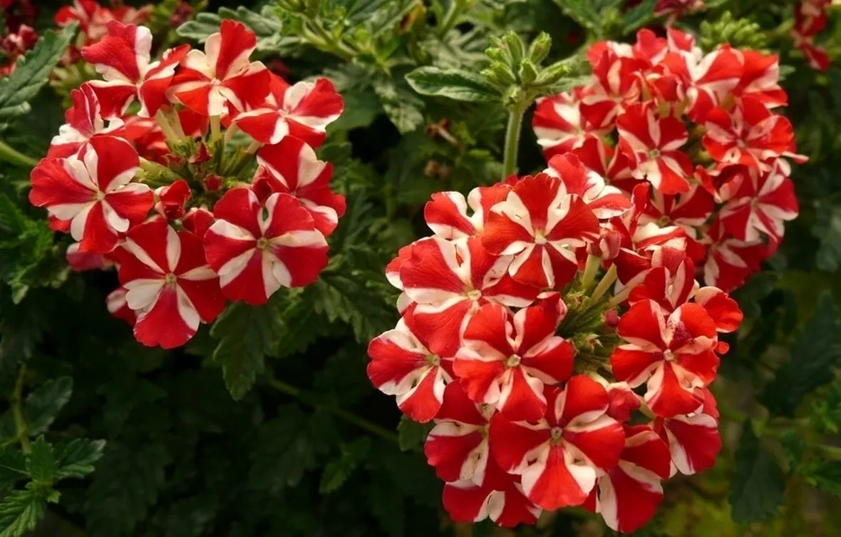 La verbena e il sole