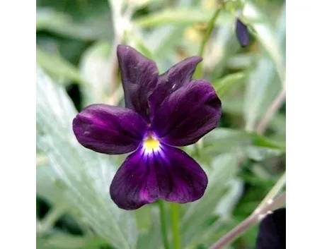 La Viola