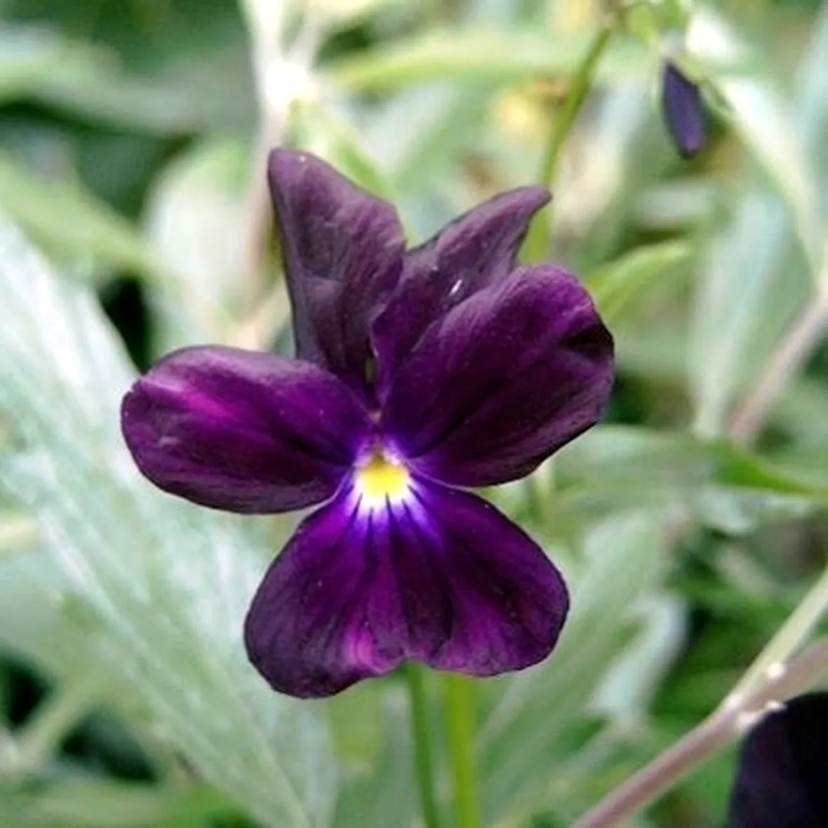 La Viola