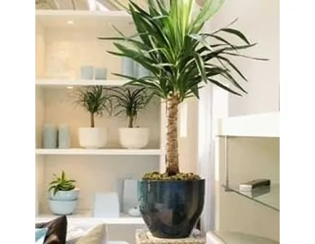 La yucca