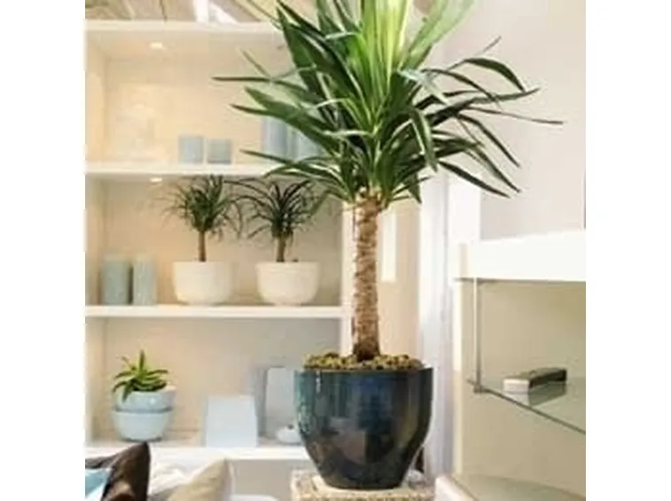 La yucca