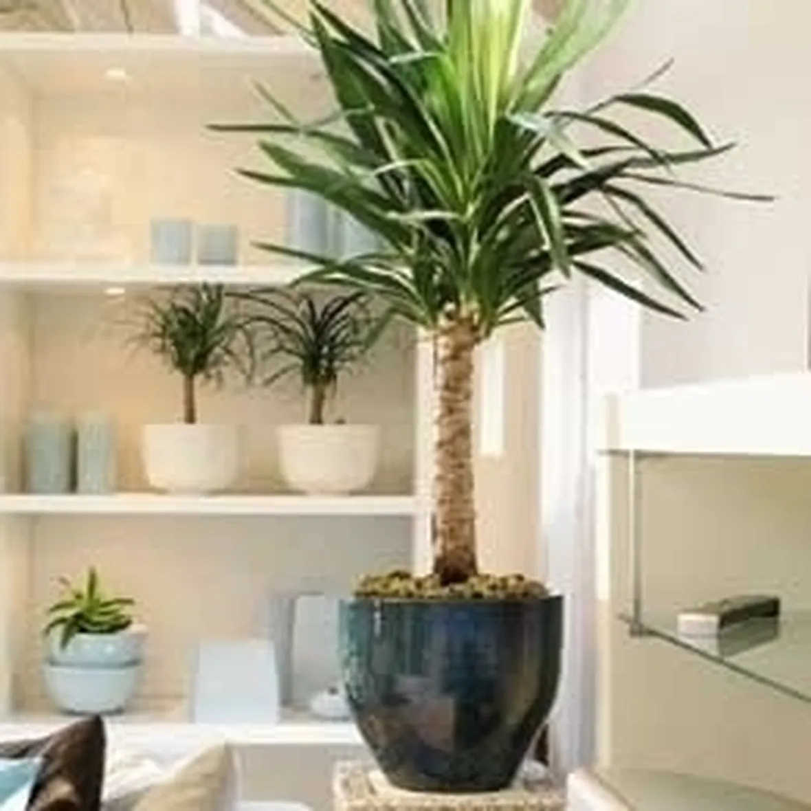 La yucca