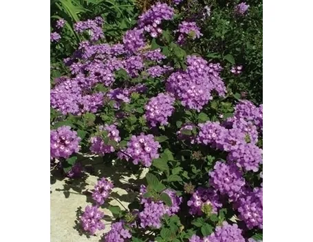 lantana-7
