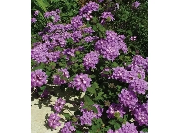 lantana-7