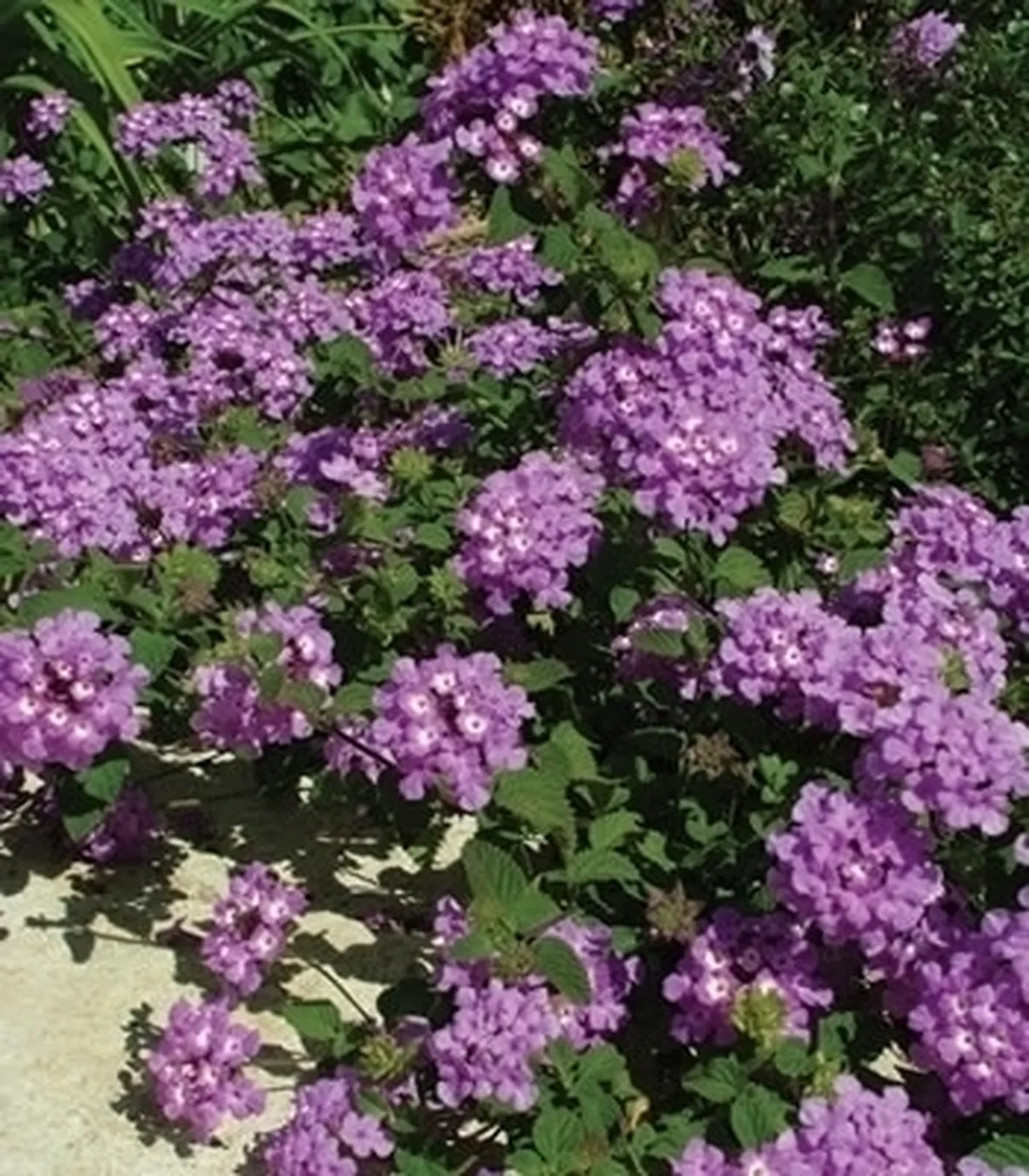 lantana-7