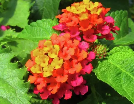 lantana