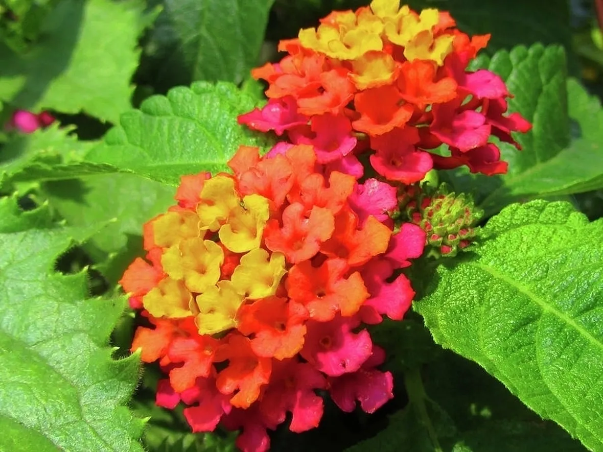 lantana