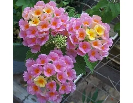 lantana-9