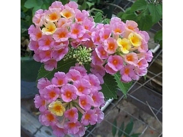 lantana-9