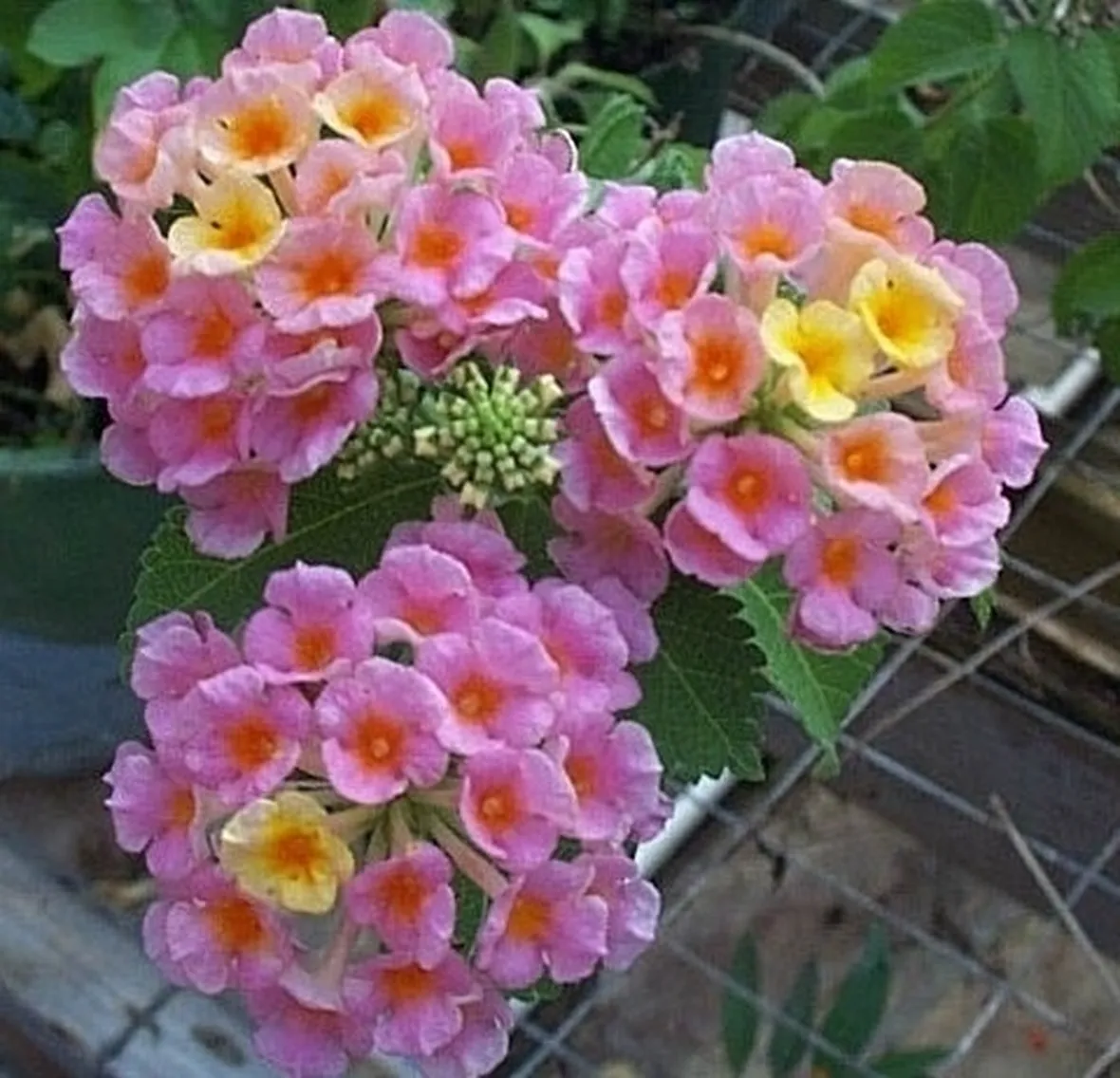 lantana-9