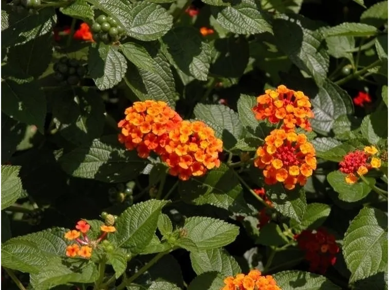 lantana
