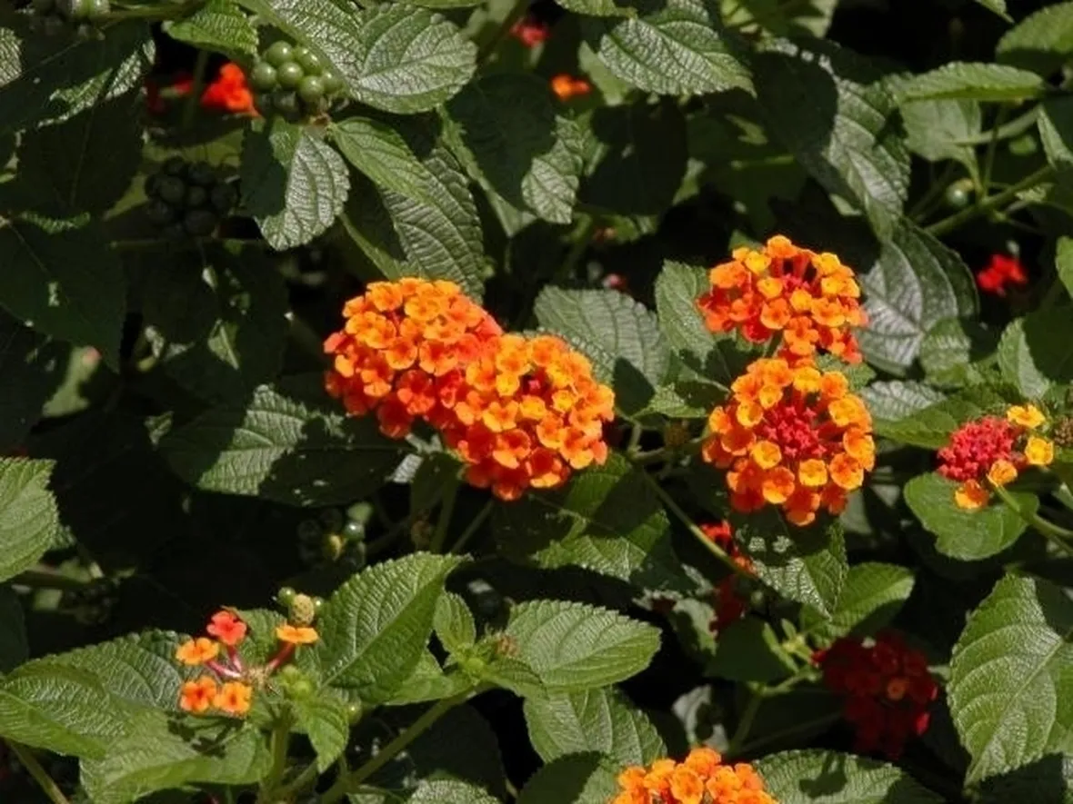 lantana