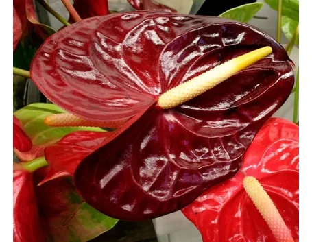 L'anthurium in casa
